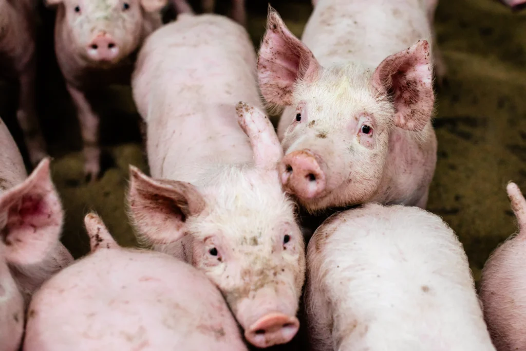 Kleine rosa Schweine von oben die in einem Stall sind und nach oben schauen